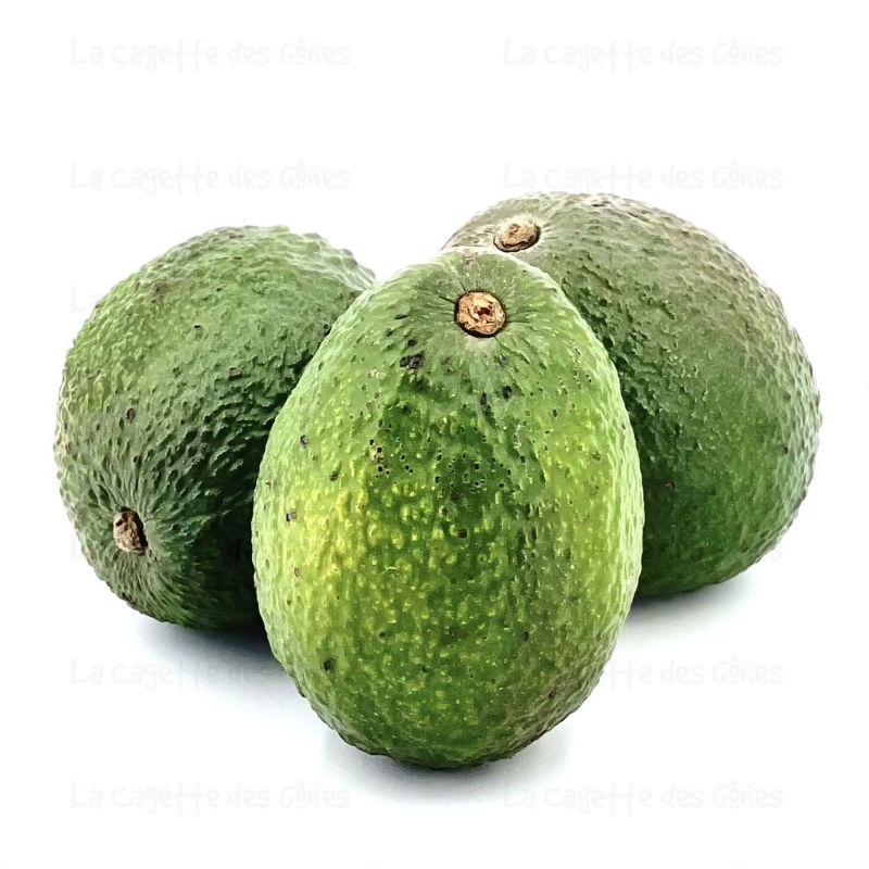 AVOCAT à la pièce