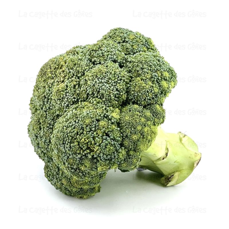 CHOU BROCOLI au Kg FRANCE