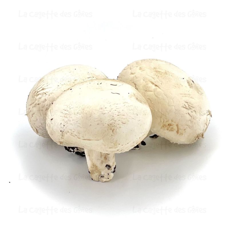 CHAMPIGNON BLANC au Kg origine FRANCE