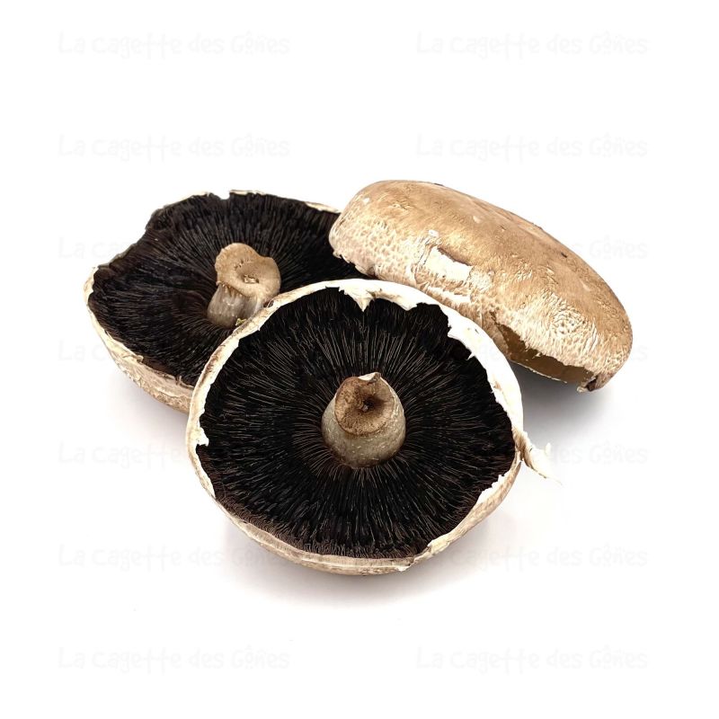 CHAMPIGNON PORTOBELLO au Kg